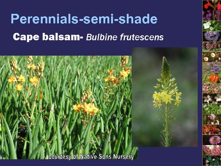 Perennials-semi-shade Cape balsam- Bulbine frutescens 