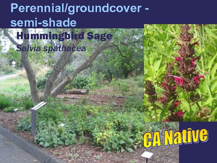 Perennial/groundcover semi-shade Hummingbird Sage Salvia spathacea 