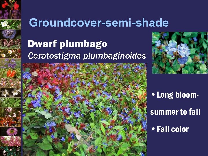 Groundcover-semi-shade Dwarf plumbago Ceratostigma plumbaginoides • Long bloomsummer to fall • Fall color 