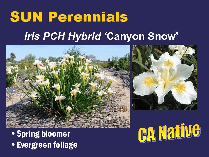 SUN Perennials Iris PCH Hybrid ‘Canyon Snow’ • Spring bloomer • Evergreen foliage 