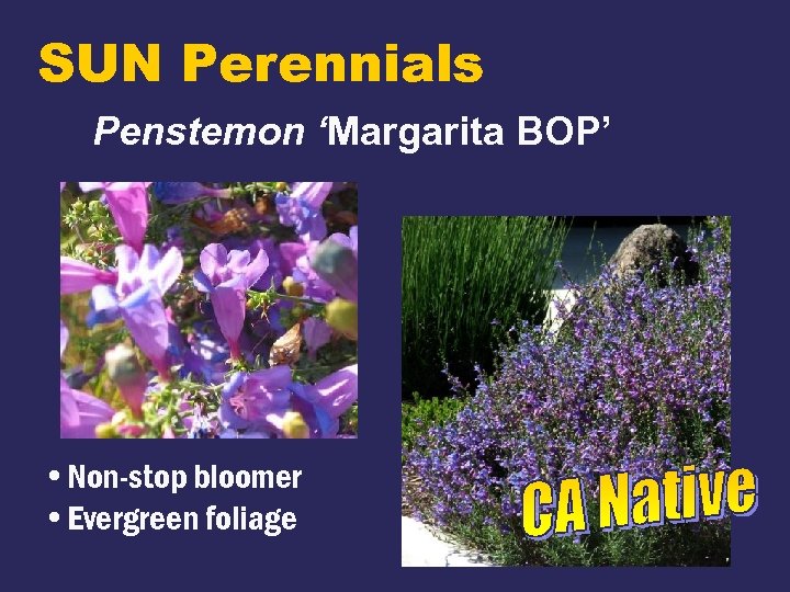 SUN Perennials Penstemon ‘Margarita BOP’ • Non-stop bloomer • Evergreen foliage 