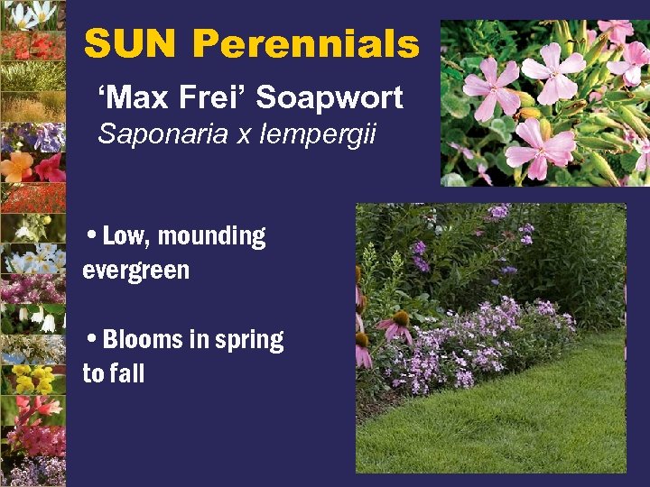 SUN Perennials ‘Max Frei’ Soapwort Saponaria x lempergii • Low, mounding evergreen • Blooms