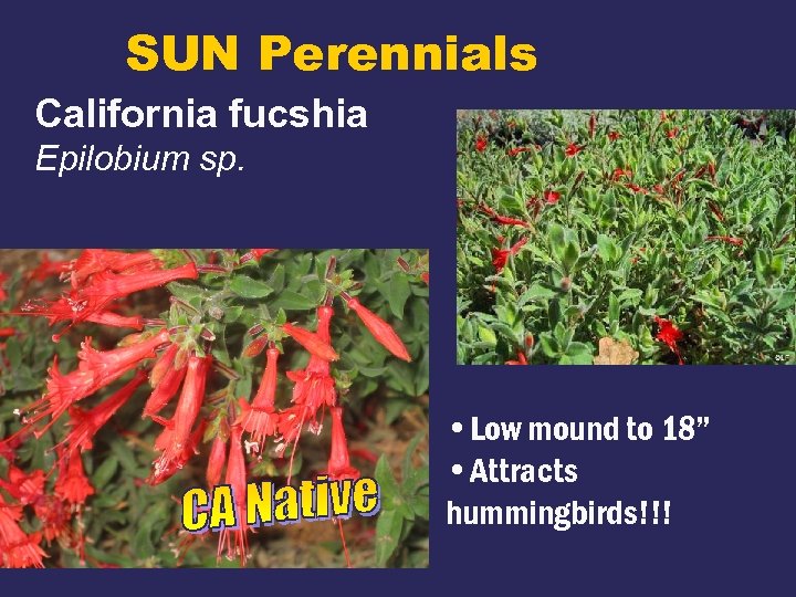 SUN Perennials California fucshia Epilobium sp. • Low mound to 18” • Attracts hummingbirds!!!