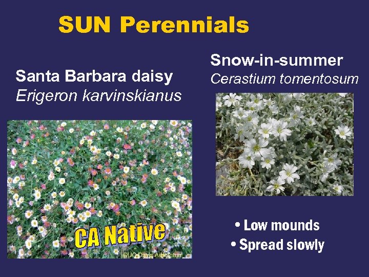 SUN Perennials Santa Barbara daisy Erigeron karvinskianus Snow-in-summer Cerastium tomentosum • Low mounds •