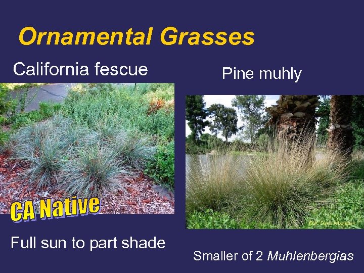 Ornamental Grasses California fescue Full sun to part shade Pine muhly Smaller of 2