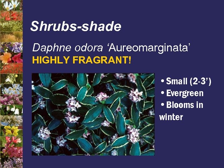 Shrubs-shade Daphne odora ‘Aureomarginata’ HIGHLY FRAGRANT! • Small (2 -3’) • Evergreen • Blooms