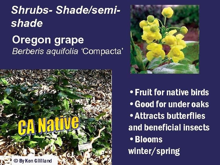 Shrubs- Shade/semishade Oregon grape Berberis aquifolia ‘Compacta’ • Fruit for native birds • Good