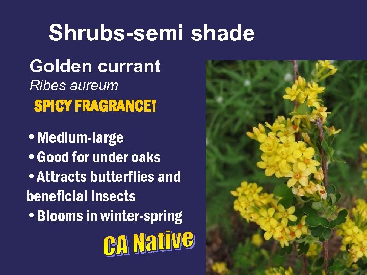 Shrubs-semi shade Golden currant Ribes aureum SPICY FRAGRANCE! • Medium-large • Good for under