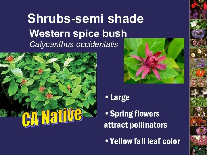 Shrubs-semi shade Western spice bush Calycanthus occidentalis • Large • Spring flowers attract pollinators