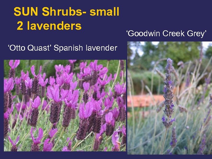 SUN Shrubs- small 2 lavenders ‘Otto Quast’ Spanish lavender ‘Goodwin Creek Grey’ 