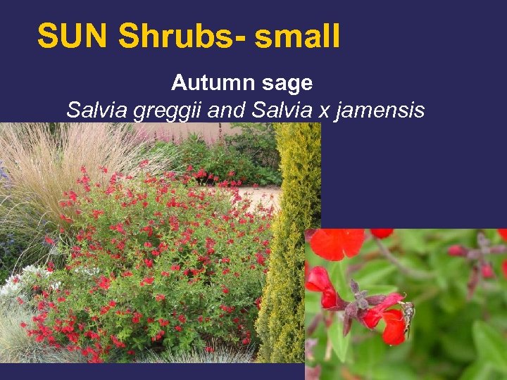 SUN Shrubs- small Autumn sage Salvia greggii and Salvia x jamensis 