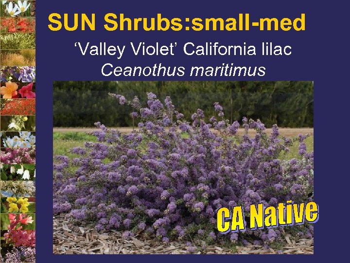 SUN Shrubs: small-med ‘Valley Violet’ California lilac Ceanothus maritimus 