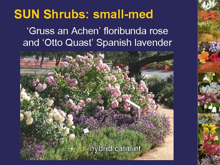 SUN Shrubs: small-med ‘Gruss an Achen’ floribunda rose and ‘Otto Quast’ Spanish lavender 