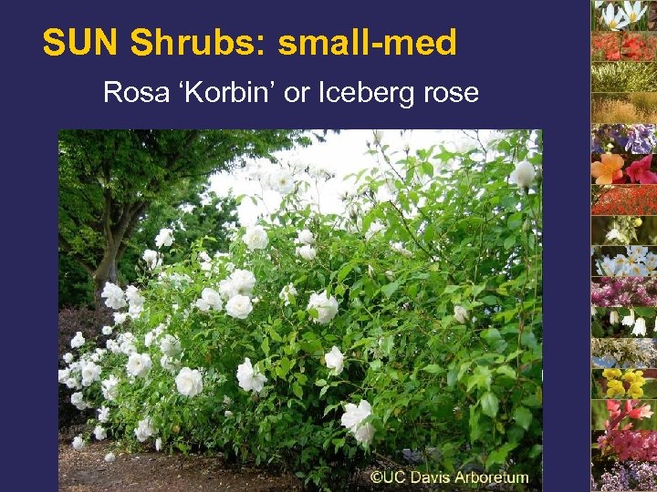 SUN Shrubs: small-med Rosa ‘Korbin’ or Iceberg rose 