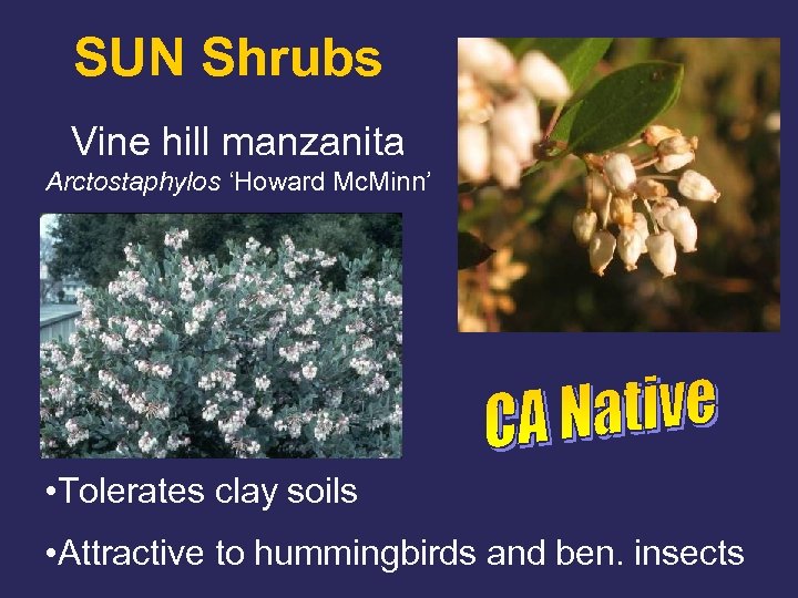 SUN Shrubs Vine hill manzanita Arctostaphylos ‘Howard Mc. Minn’ • Tolerates clay soils •