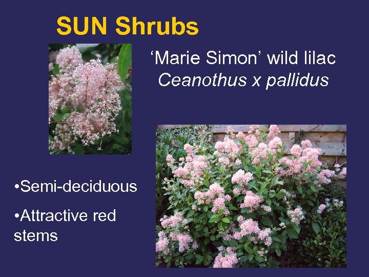 SUN Shrubs ‘Marie Simon’ wild lilac Ceanothus x pallidus • Semi-deciduous • Attractive red