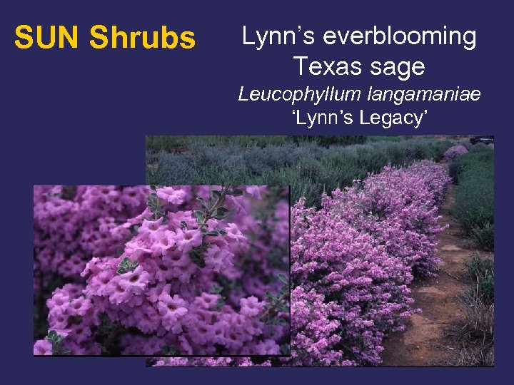 SUN Shrubs Lynn’s everblooming Texas sage Leucophyllum langamaniae ‘Lynn’s Legacy’ 