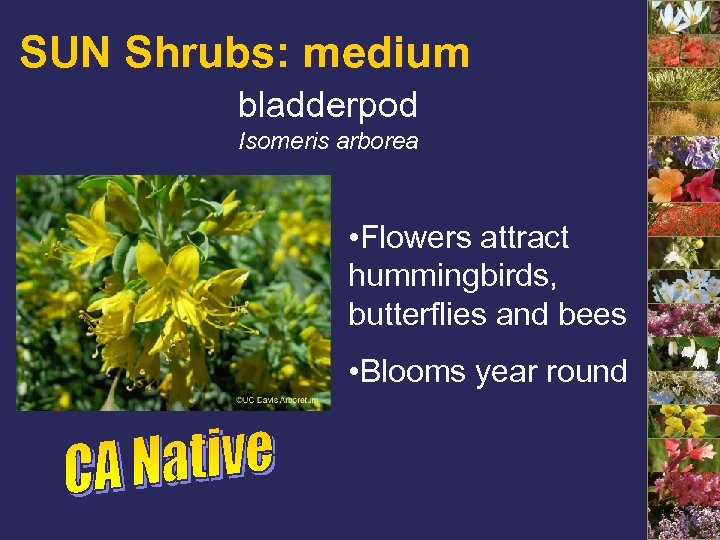 SUN Shrubs: medium bladderpod Isomeris arborea • Flowers attract hummingbirds, butterflies and bees •