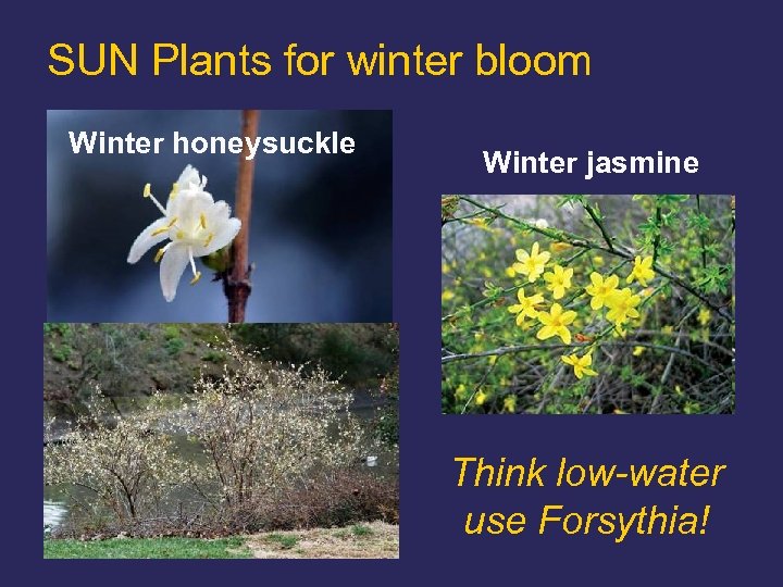 SUN Plants for winter bloom Winter honeysuckle Winter jasmine Think low-water use Forsythia! 