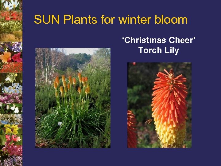 SUN Plants for winter bloom ‘Christmas Cheer’ Torch Lily 