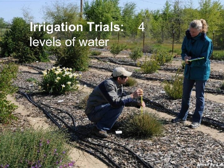 Irrigation Trials: levels of water 4 