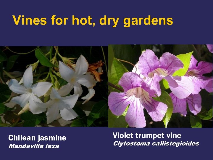 Vines for hot, dry gardens Chilean jasmine Mandevilla laxa Violet trumpet vine Clytostoma callistegioides