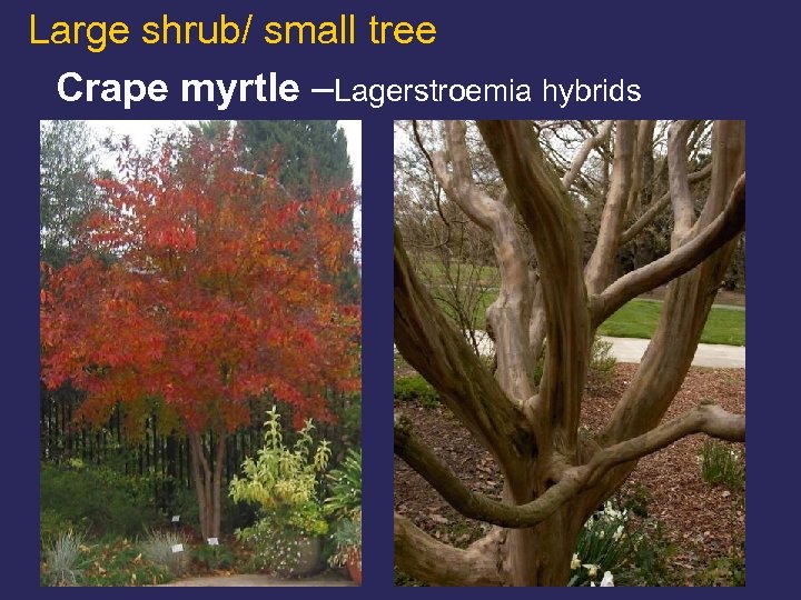 Large shrub/ small tree Crape myrtle –Lagerstroemia hybrids 