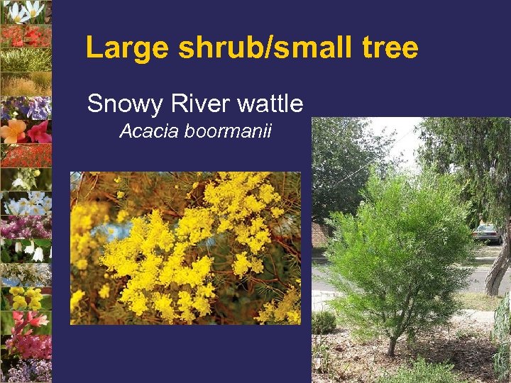 Large shrub/small tree Snowy River wattle Acacia boormanii 