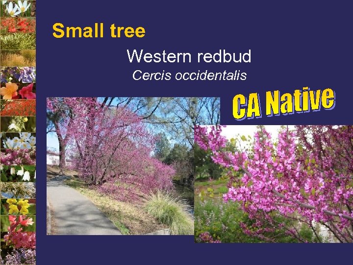 Small tree Western redbud Cercis occidentalis 