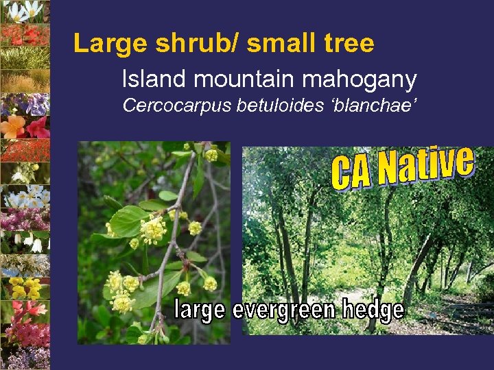 Large shrub/ small tree Island mountain mahogany Cercocarpus betuloides ‘blanchae’ 