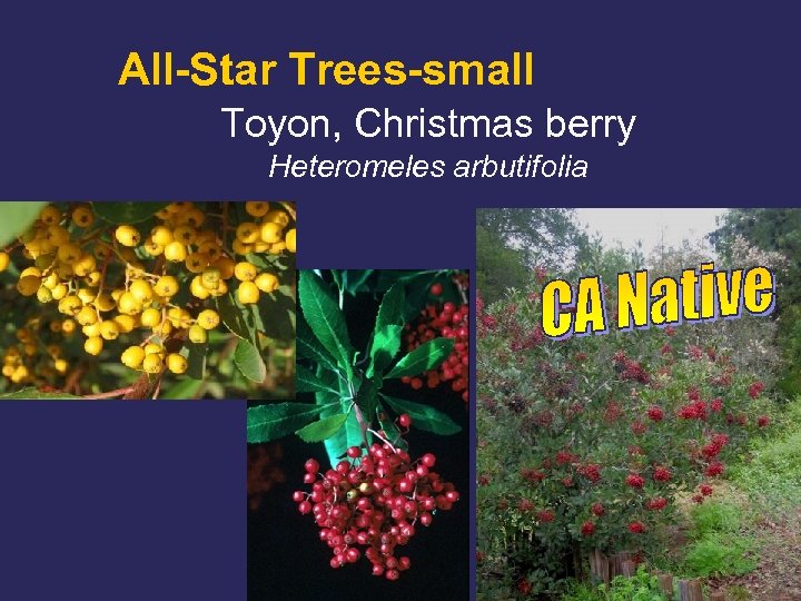 All-Star Trees-small Toyon, Christmas berry Heteromeles arbutifolia 