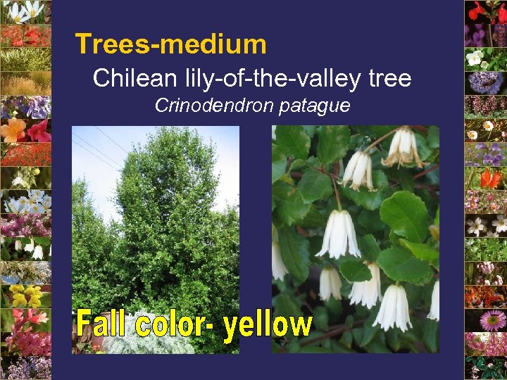 Trees-medium Chilean lily-of-the-valley tree Crinodendron patague 