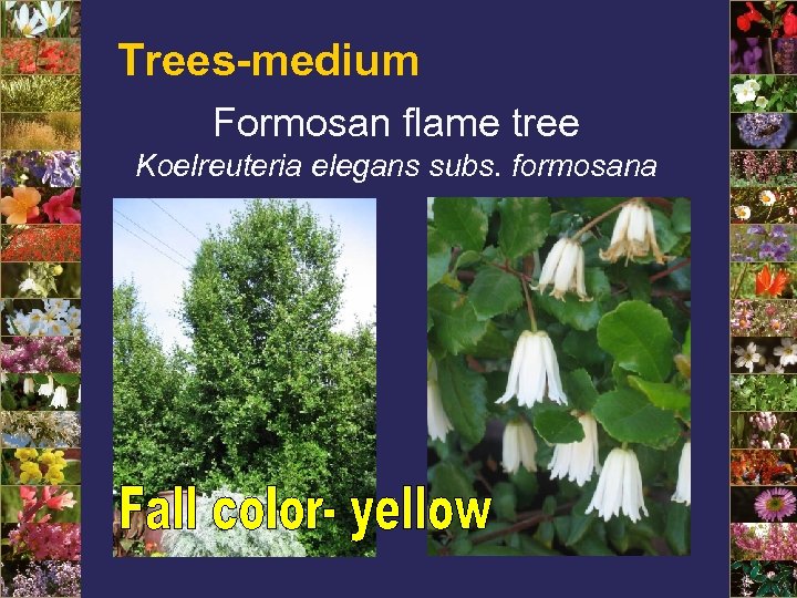 Trees-medium Formosan flame tree Koelreuteria elegans subs. formosana 