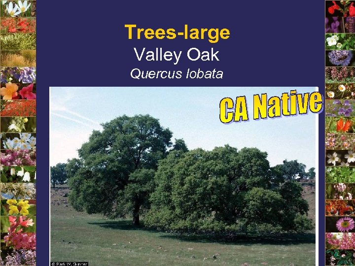 Trees-large Valley Oak Quercus lobata 