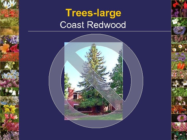 Trees-large Coast Redwood 