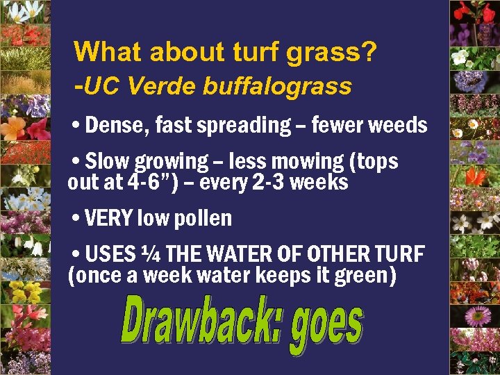 What about turf grass? -UC Verde buffalograss • Dense, fast spreading – fewer weeds