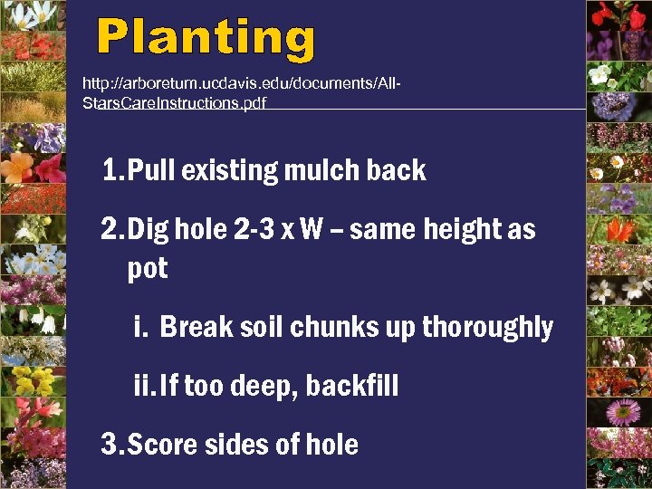 http: //arboretum. ucdavis. edu/documents/All. Stars. Care. Instructions. pdf 1. Pull existing mulch back 2.