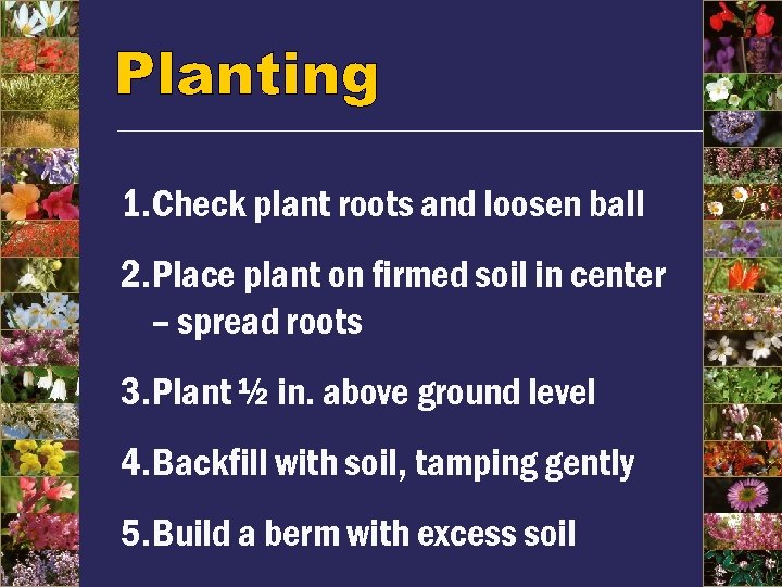 1. Check plant roots and loosen ball 2. Place plant on firmed soil in