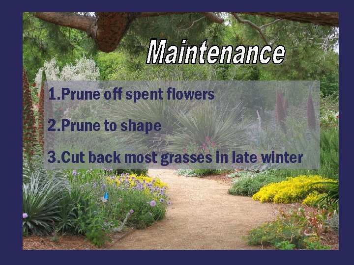 1. Prune off spent flowers 2. Prune to shape 3. Cut back most grasses