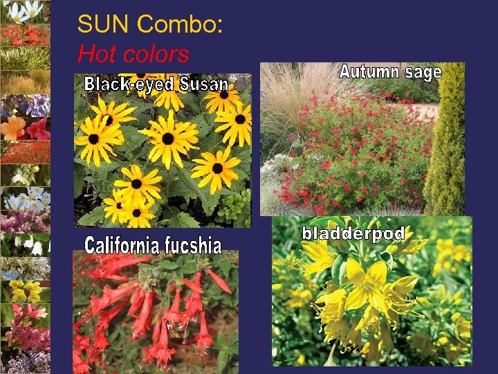 SUN Combo: Hot colors 