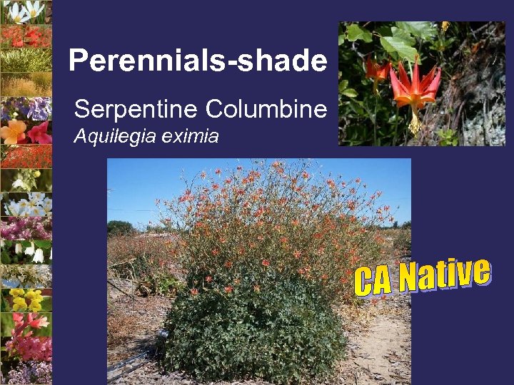 Perennials-shade Serpentine Columbine Aquilegia eximia 