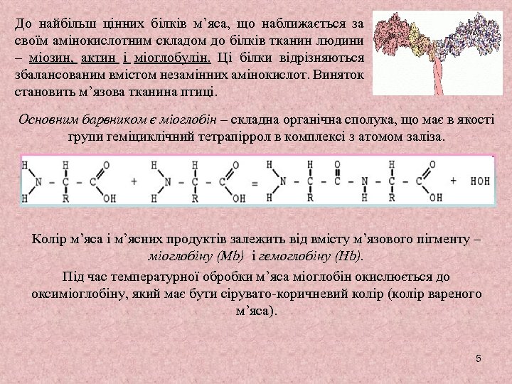 До найбільш цінних білків м’яса, що наближається за своїм амінокислотним складом до білків тканин