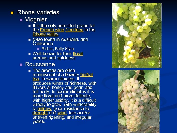 n Rhone Varieties n Viognier n n It is the only permitted grape for