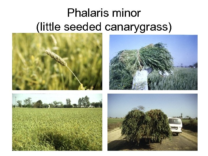 Phalaris minor (little seeded canarygrass) 