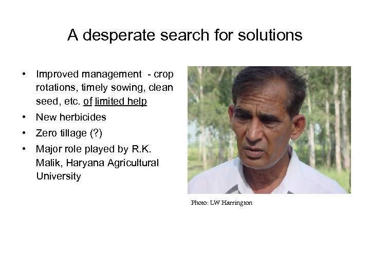 A desperate search for solutions • Improved management - crop rotations, timely sowing, clean