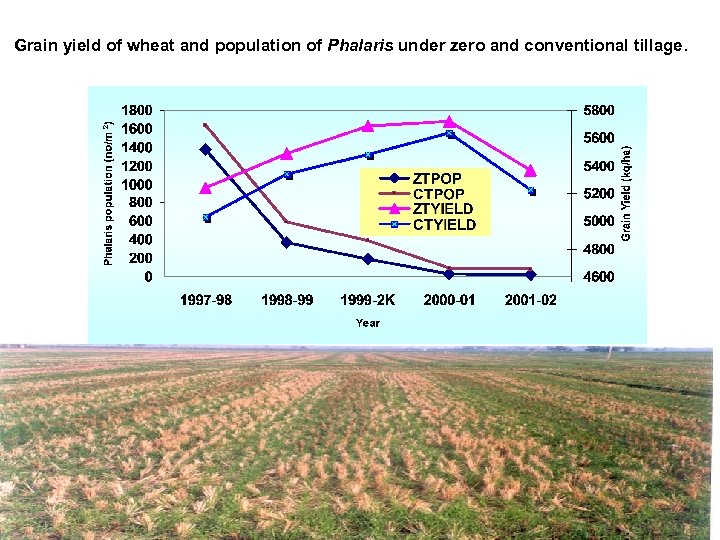 Grain yield of wheat and population of Phalaris under zero and conventional tillage. 