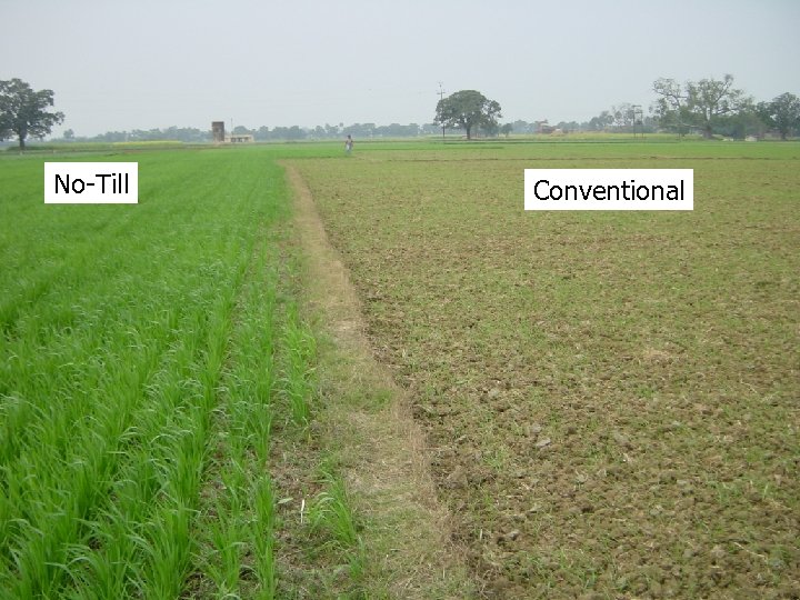 No-Till Conventional 