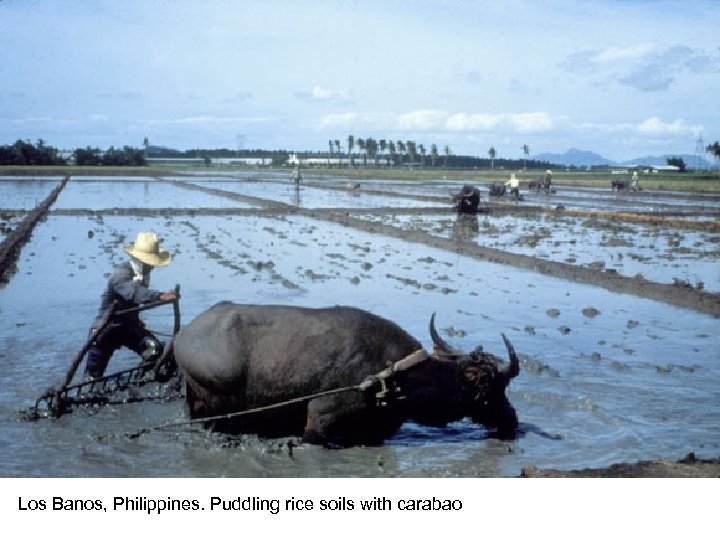 Los Banos, Philippines. Puddling rice soils with carabao 