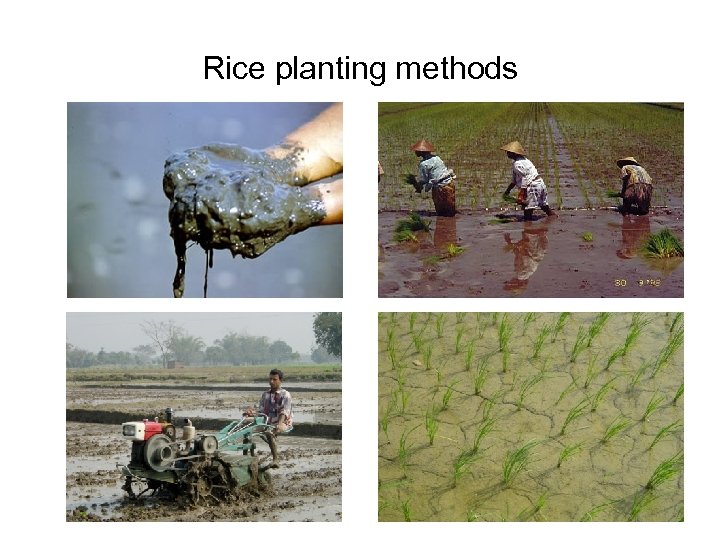 Rice planting methods 
