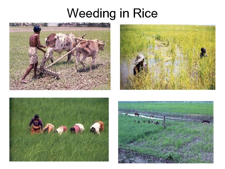 Weeding in Rice 